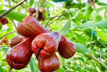 Tại sao nên chọn trái cây ở chợ đầu mối Thủ Đức?
