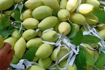 chợ sỉ trái cây sài gòn