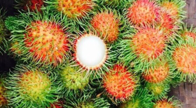 sỉ trái cây chợ đầu mối Thủ Đức