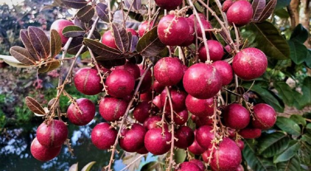 các vựa trái cây ở miền tây