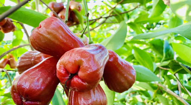 VỰA TRÁI CÂY THANH TUYỀN