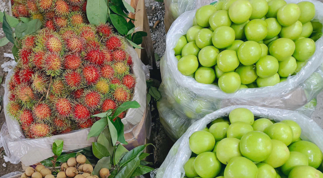 VỰA TRÁI CÂY THANH TUYỀN