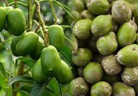 Cóc xanh giá sỉ Hồ Chí Minh - vựa trái cây Thủ Đức