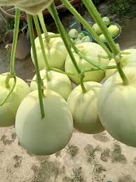 Gía sỉ trái cây chợ đầu mối Thủ Đức - vựa Thanh Tuyền