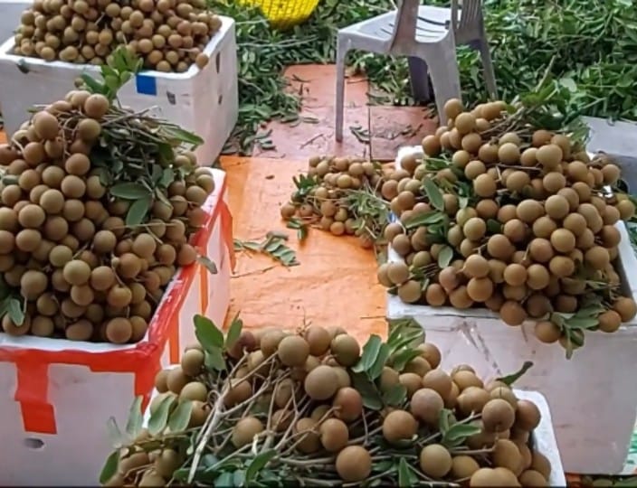 Nhãn xuồng - chợ sỉ trái cây sài gòn