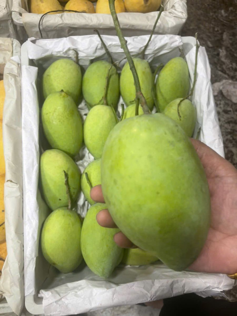 Xoài cát hòa lộc - chuyên sỉ trái cây Thanh Tuyền chợ đầu mối Thủ Đức