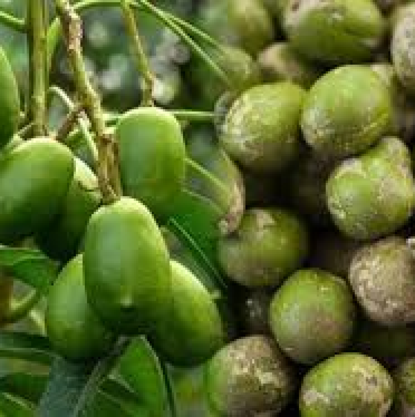 CÓC XANH