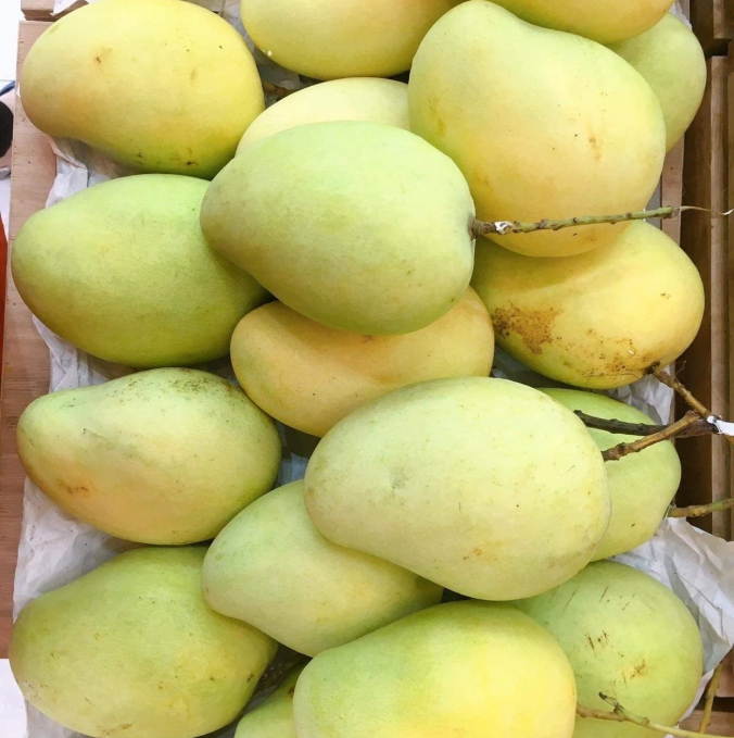 XOÀI TỨ QUÝ