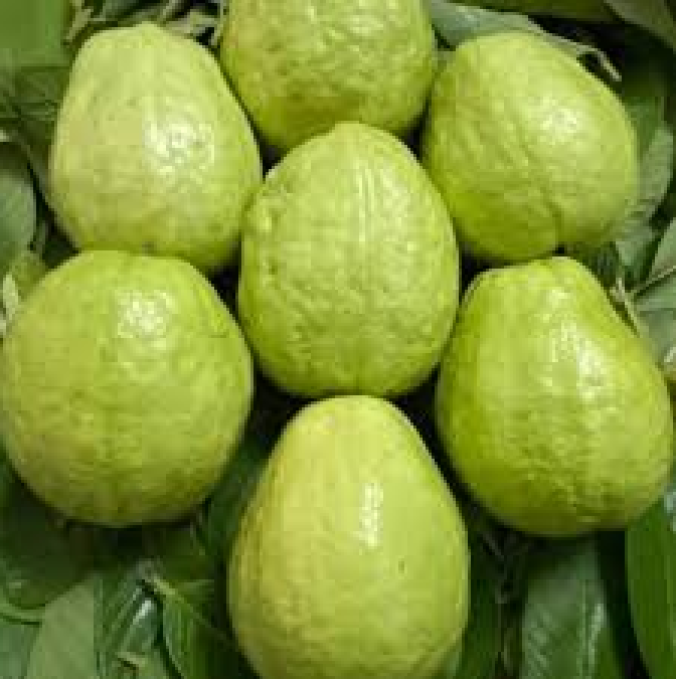 ỔI LÊ