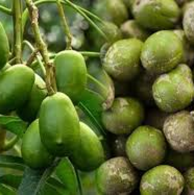 CÓC XANH