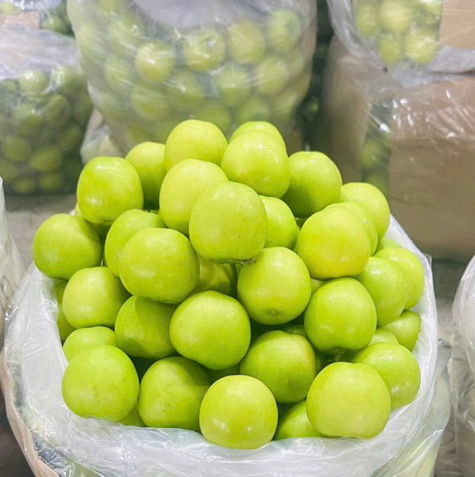 TÁO GIÓ NINH THUẬN